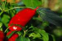 Chillifäden 10 g.