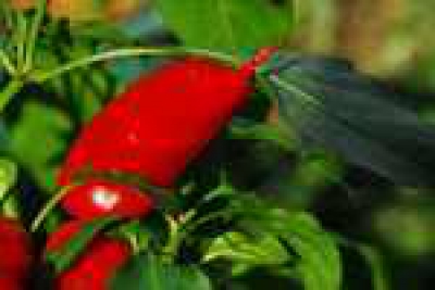 Chillifäden 10 g.